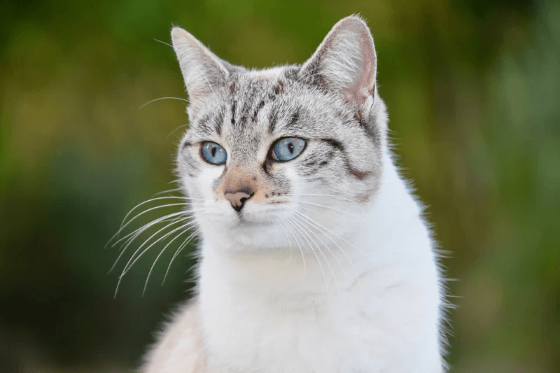 Chat gris blanc