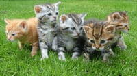 Chatons