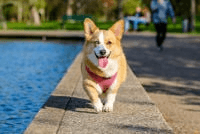Chien promenade