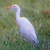 Heron