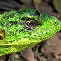 Lezard