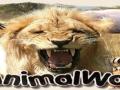 Manimalworld banniere