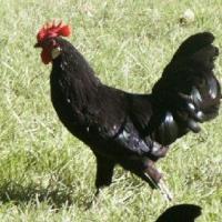 Poule landaise