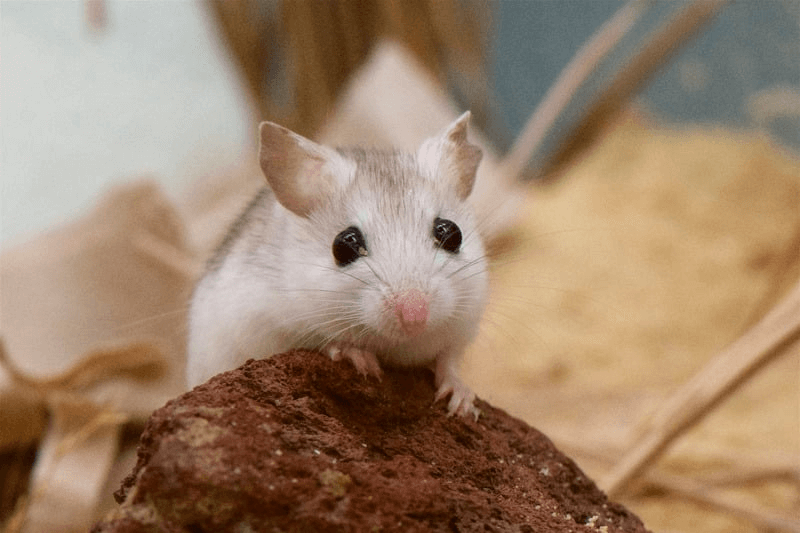 Souris