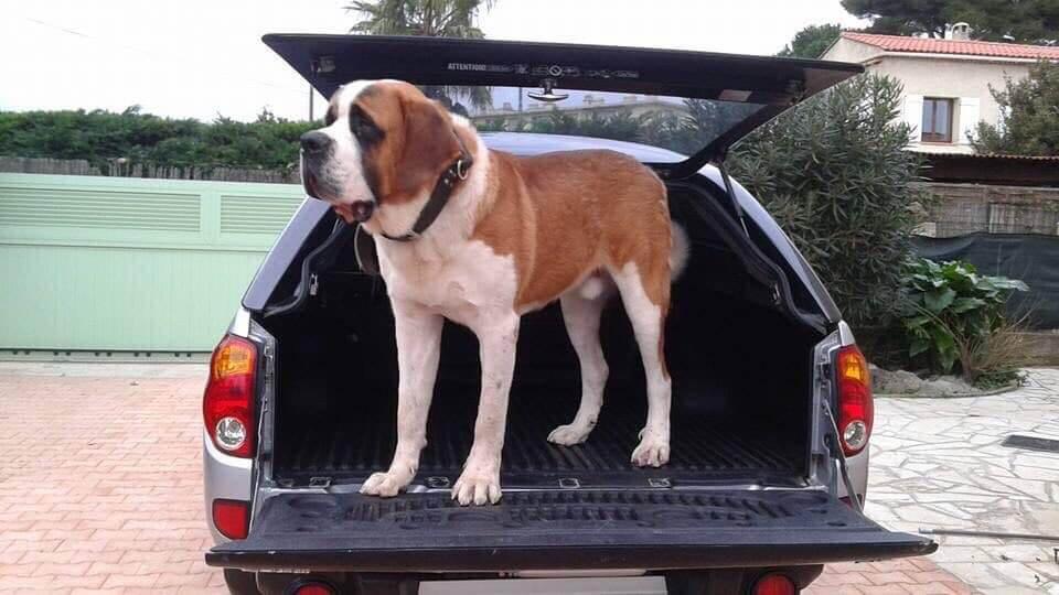 La race Saint Bernard