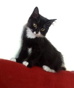 Bella jeune chat