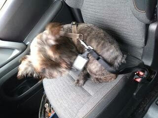 Ceinture chien
