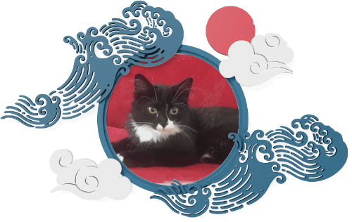 Chat 800