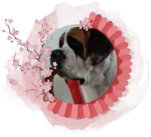 Chien jeu 800