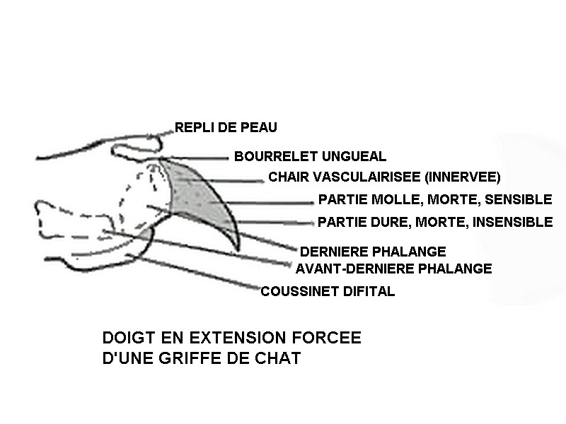 Croquis ongle de chat