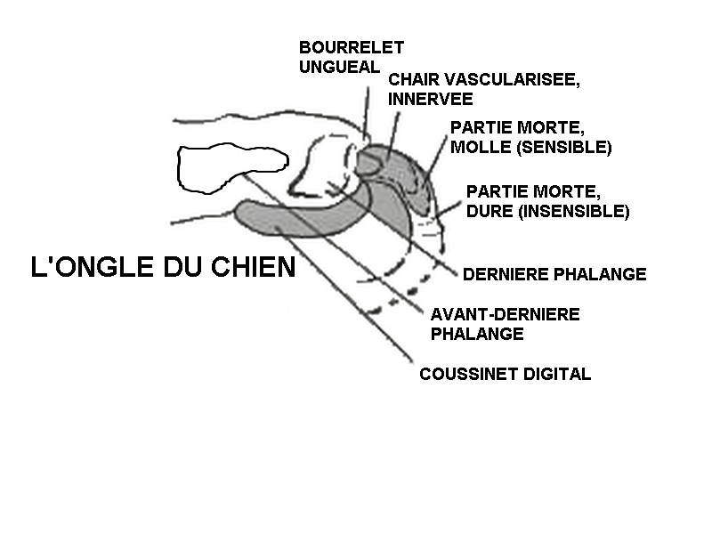Croquis ongle de chien