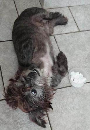 sucreries chez le chien