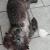 sucreries chez le chien