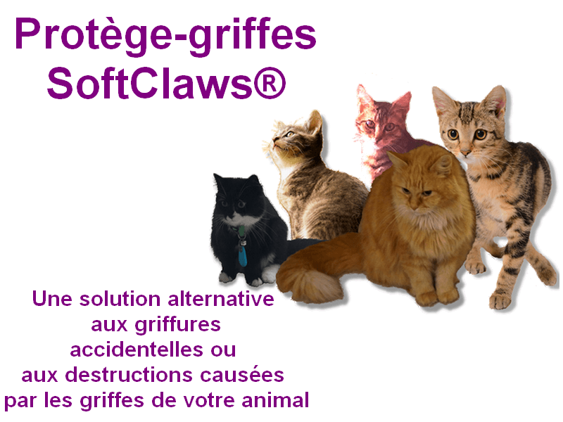 Protege griffes softclaws chat 1