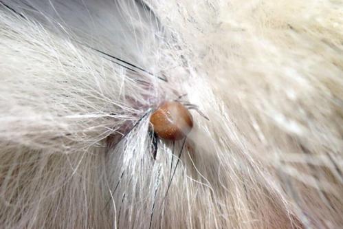 Tique animaux photo archives la voix de l est