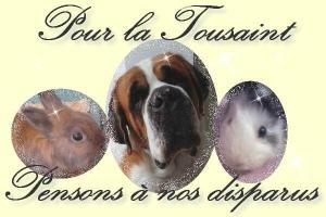 Tousaint animaux 1